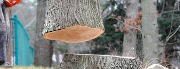 Trusted Henderson, GA Tree Removal Experts