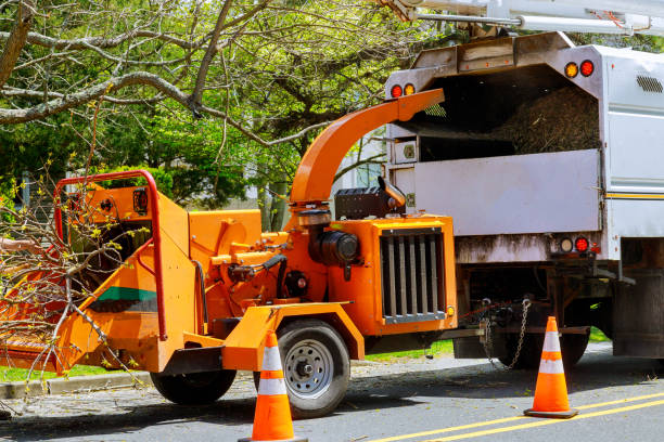 Best Tree Cabling and Bracing  in Henderson, GA