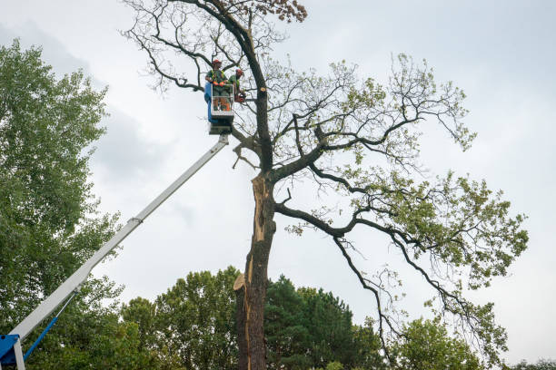 Best Tree Preservation Services  in Henderson, GA