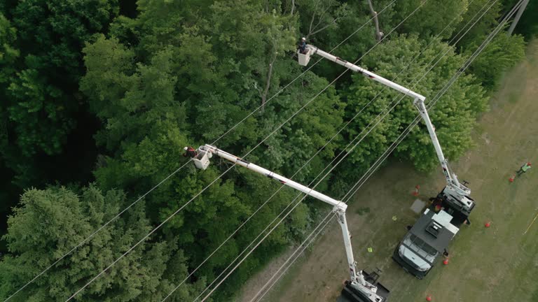Best Tree Trimming and Pruning  in Henderson, GA