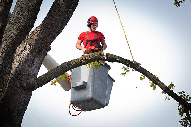Best Tree Health Inspection  in Henderson, GA