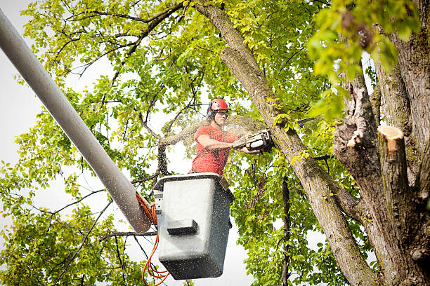 How Our Tree Care Process Works  in  Henderson, GA